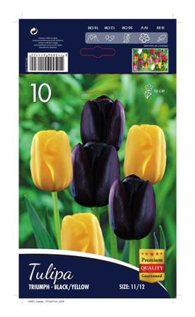 Лале Triumph Black and Yellow 1 оп (10 луковици)